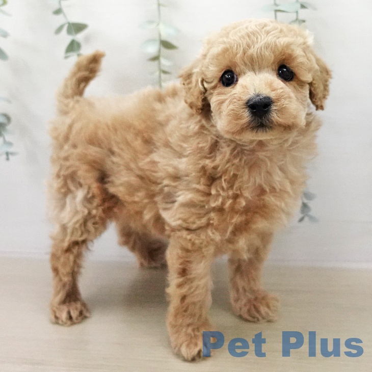 埼玉県のトイプードル(トイ) (ペッツワン 新座店/2026年1月8日生まれ/男の子/アプリコット)の子犬の2枚目の画像