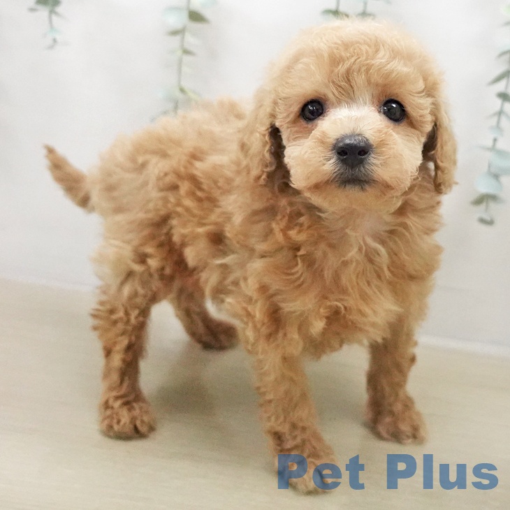 トイ・プードルの写真2