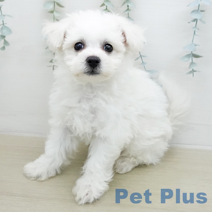 ビション・フリーゼ