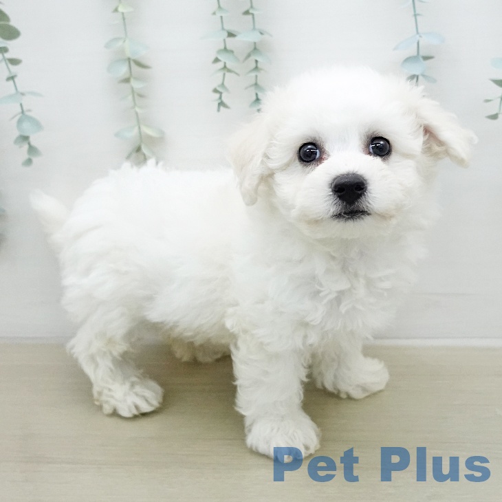 ビション・フリーゼ