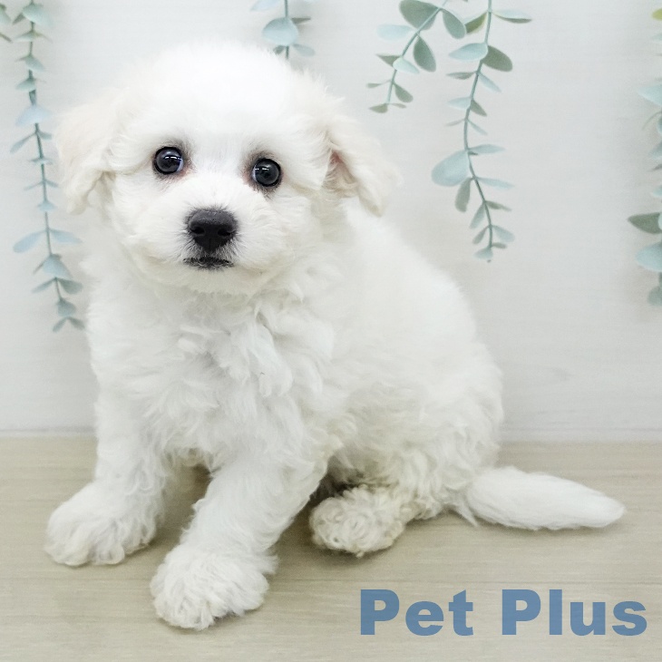 ビション・フリーゼの写真2