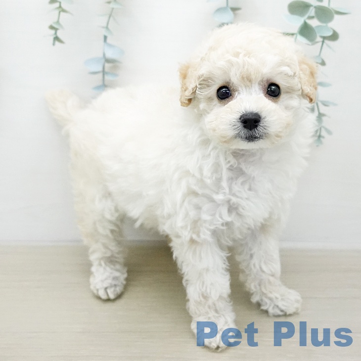 トイ・プードル