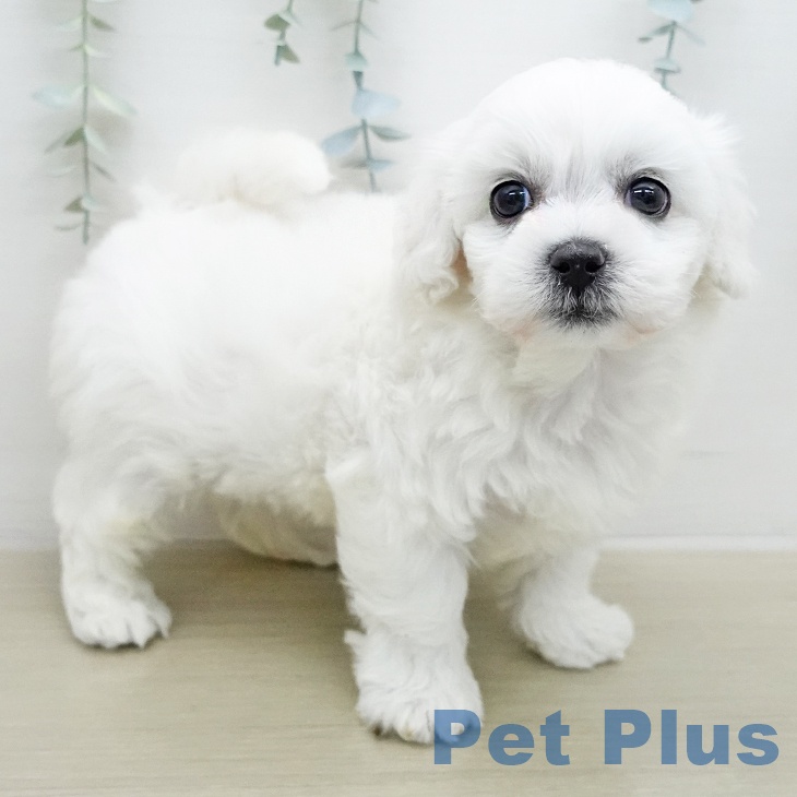 ビション・フリーゼ