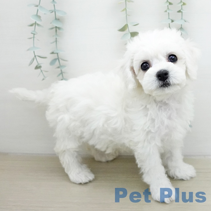 ビション・フリーゼの写真2