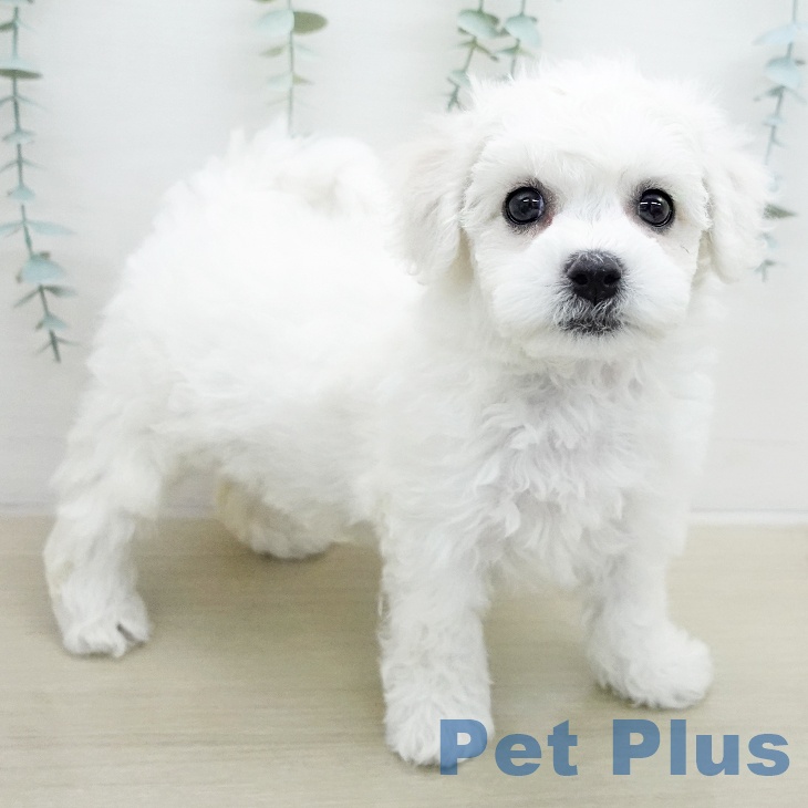 埼玉県のビションフリーゼ (ペットプラス 与野店/2026年1月8日生まれ/女の子/ホワイト)の子犬の2枚目の画像