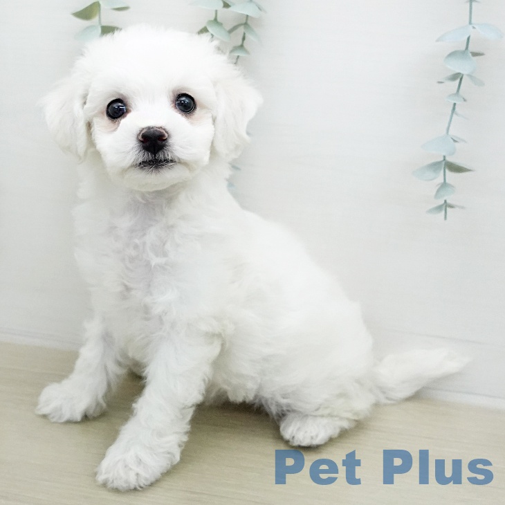 ビション・フリーゼ