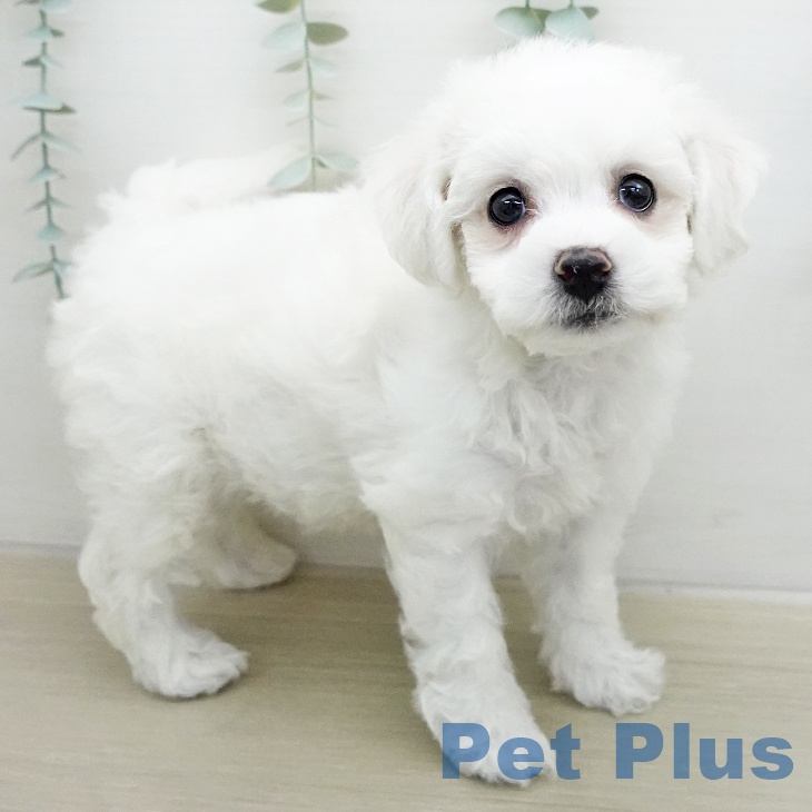 ビション・フリーゼの写真2