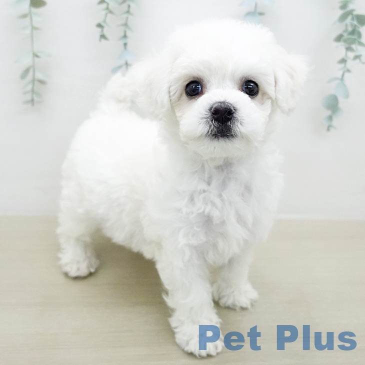 ビション・フリーゼ