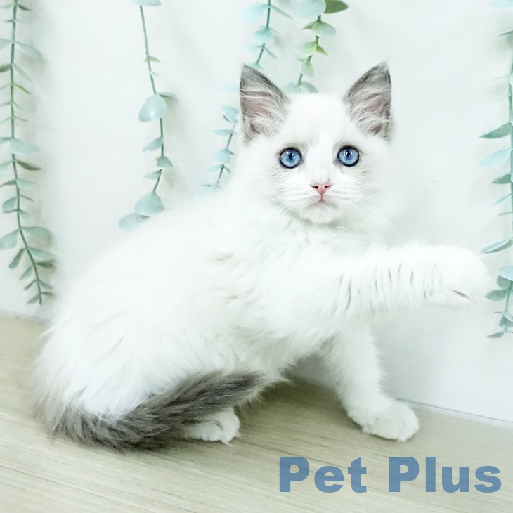 千葉県のラグドール (ペットプラス 成田店/2025年12月28日生まれ/女の子/ブルーポイントバイカラー)の子猫の1枚目の画像