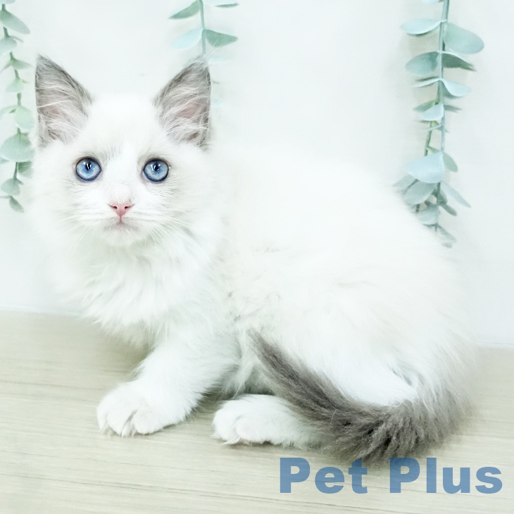 千葉県のラグドール (ペットプラス 成田店/2025年12月28日生まれ/女の子/ブルーポイントバイカラー)の子猫の2枚目の画像