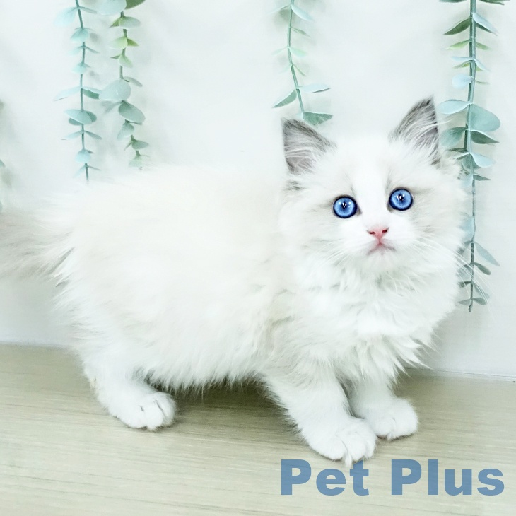 群馬県のラグドール (ペットプラス イオンモール太田店/2025年12月28日生まれ/女の子/ブルーポイントバイカラー)の子猫の2枚目の画像