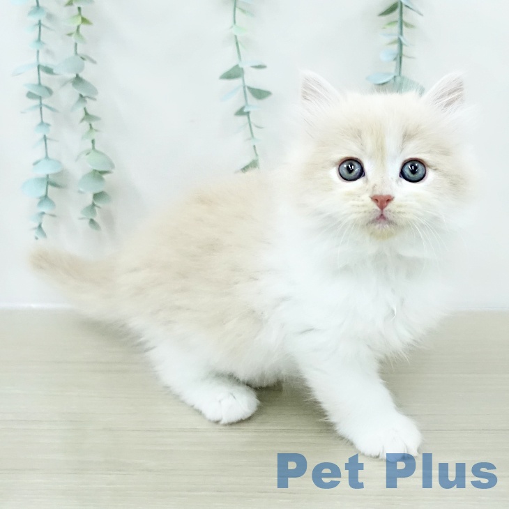 サイベリアンの写真2