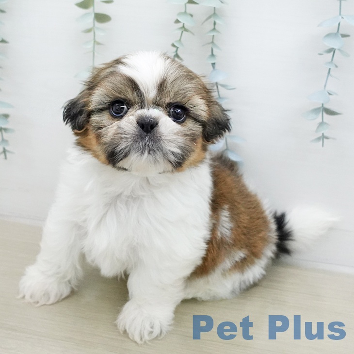 シー・ズーの写真2