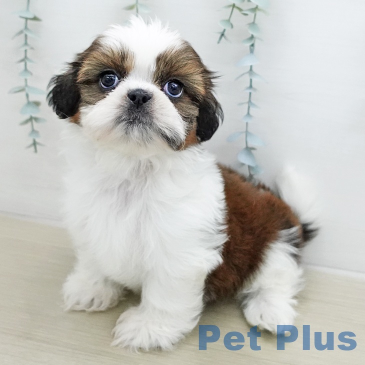 シー・ズーの写真2