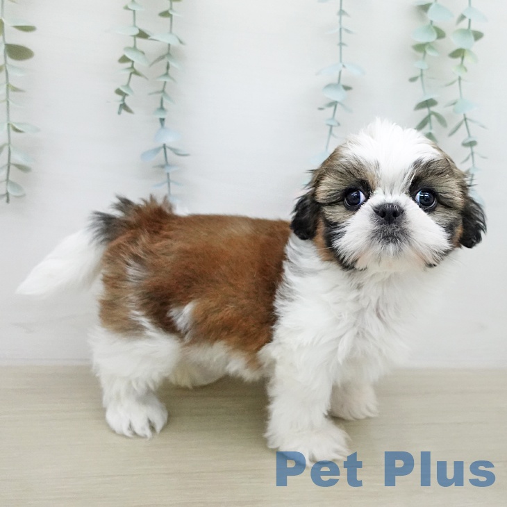 シー・ズーの写真2