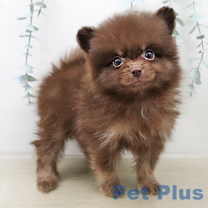 ポメラニアンの写真2