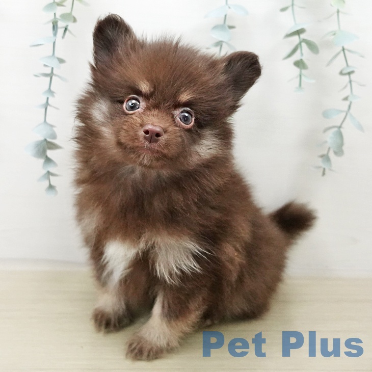 ポメラニアン