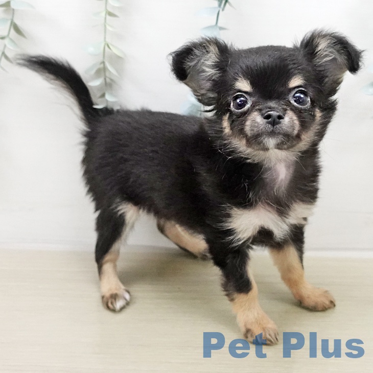 埼玉県のチワワ(ロング) (ペッツワン 新座店/2026年1月5日生まれ/男の子/ブラックタンホワイト)の子犬の2枚目の画像