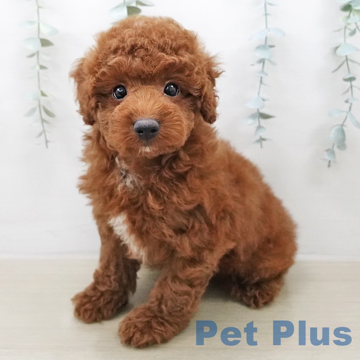 トイ・プードルの写真2