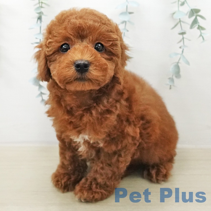 長野県のトイプードル(トイ) (ペットプラス 上田店/2026年1月6日生まれ/女の子/レッド)の子犬の1枚目の画像