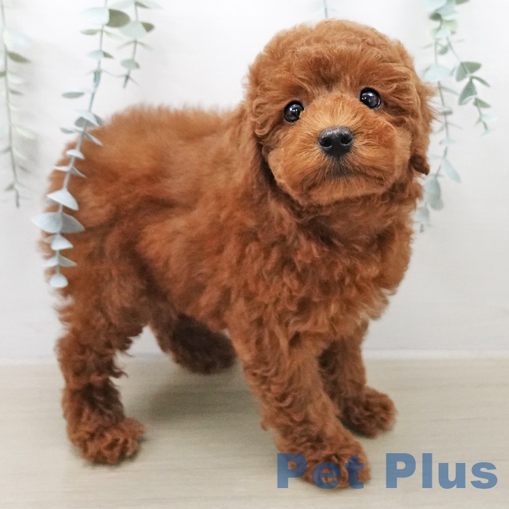 長野県のトイプードル(トイ) (ペットプラス 上田店/2026年1月6日生まれ/女の子/レッド)の子犬の2枚目の画像