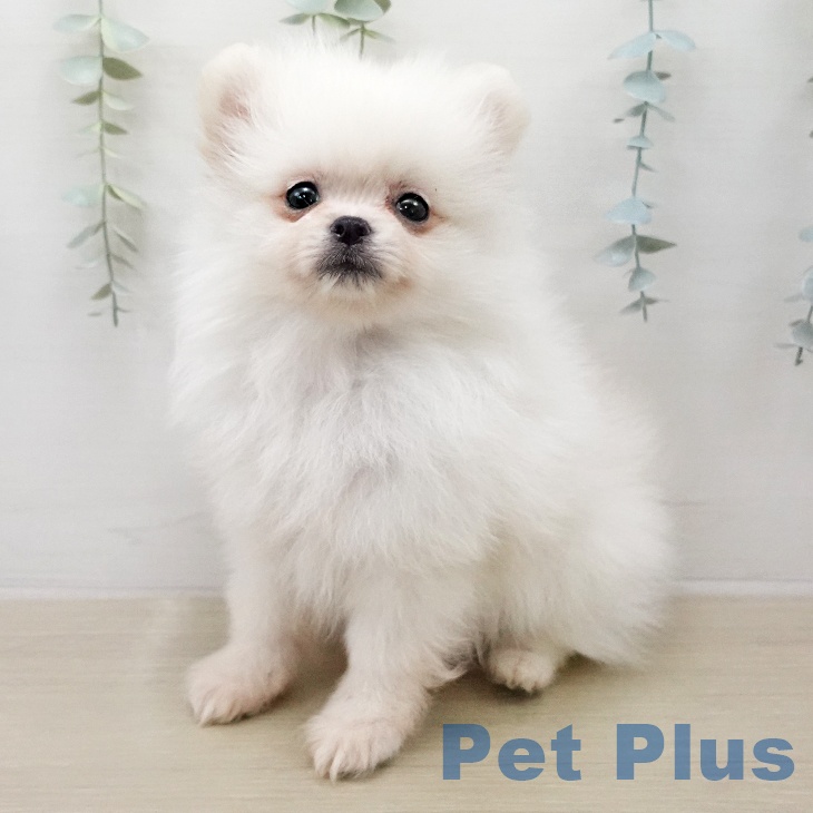 青森県のポメラニアン (ペットプラス 青森浜田店/2026年1月5日生まれ/男の子/クリーム)の子犬の1枚目の画像