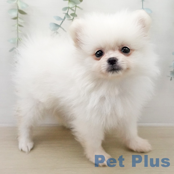 青森県のポメラニアン (ペットプラス 青森浜田店/2026年1月5日生まれ/男の子/クリーム)の子犬の2枚目の画像