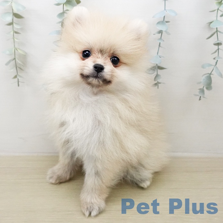 ポメラニアンの写真2