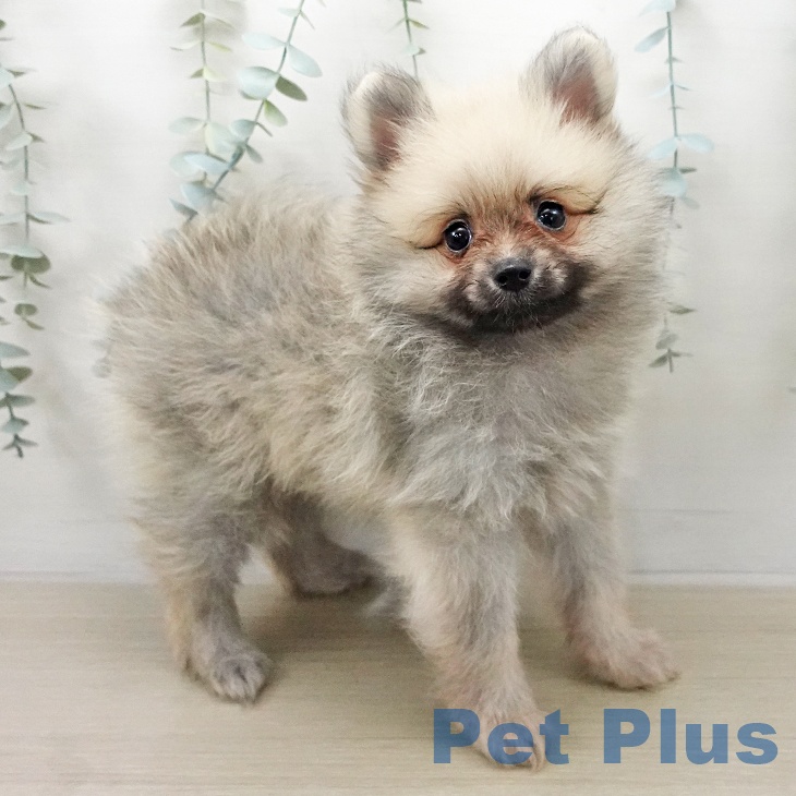 長野県のポメラニアン (ペットプラス 上田店/2026年1月7日生まれ/男の子/クリームセーブル)の子犬の2枚目の画像