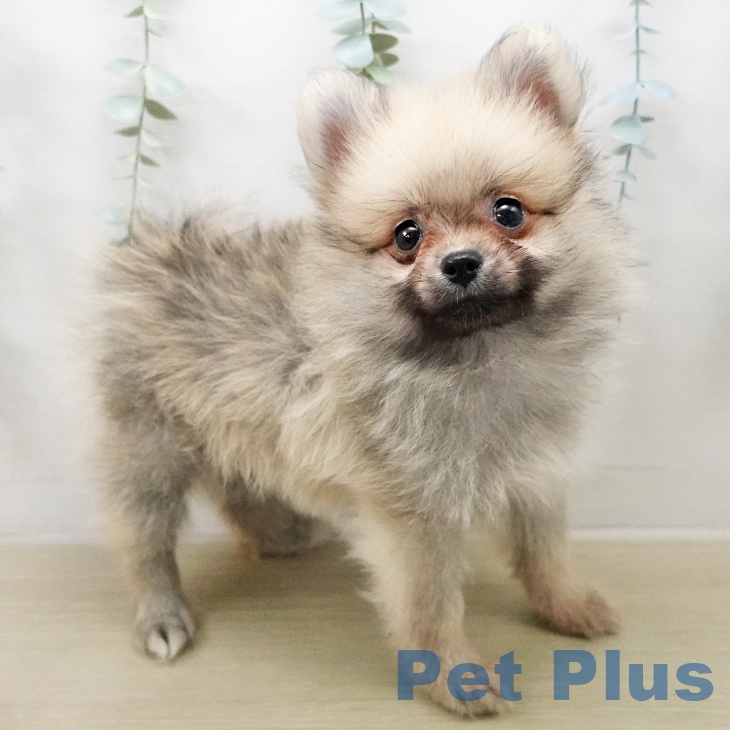 ポメラニアンの写真2