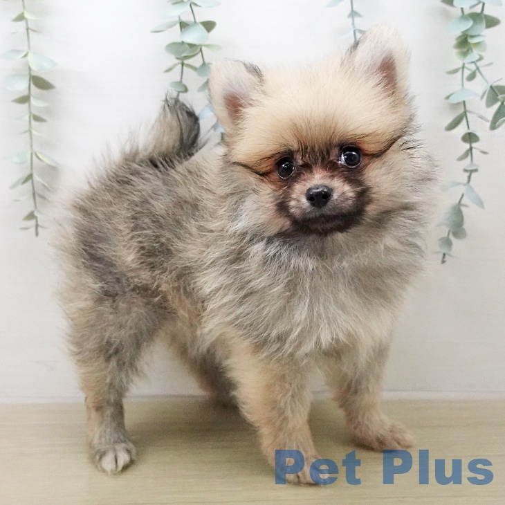 ポメラニアンの写真2