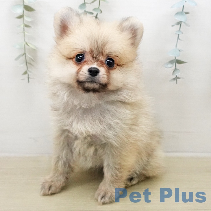 ポメラニアンの写真2