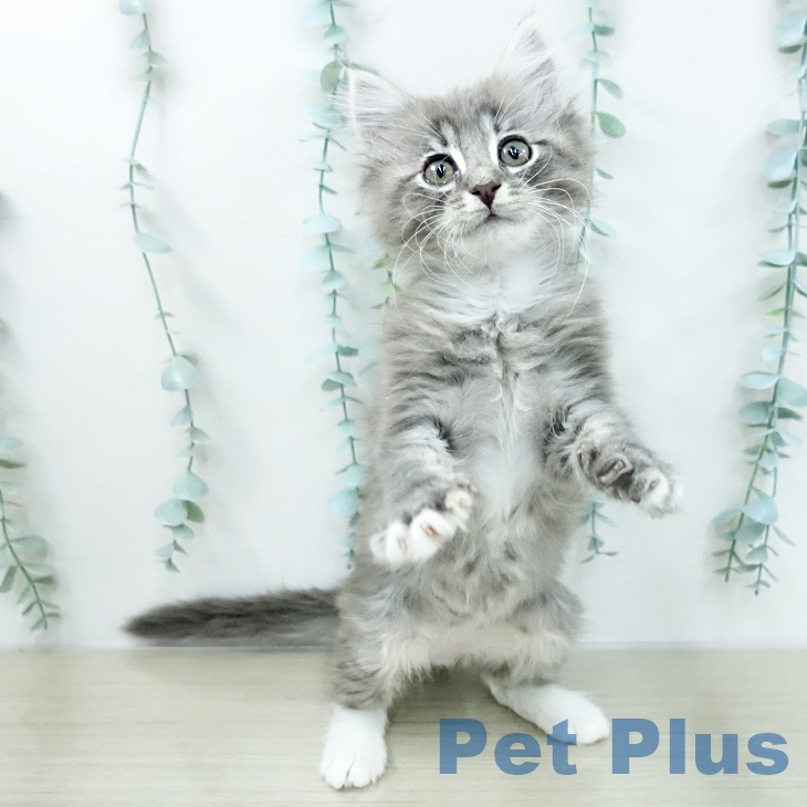 埼玉県のノルウェージャンフォレストキャット (ペッツワン 吉川美南店/2025年12月27日生まれ/男の子/ブルータビーホワイト)の子猫の1枚目の画像