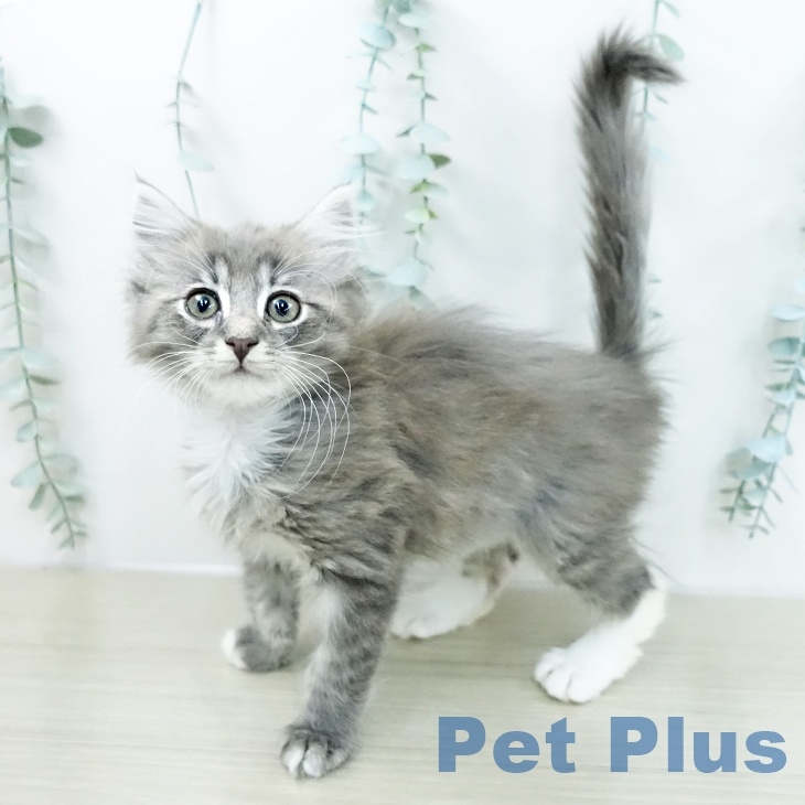 埼玉県のノルウェージャンフォレストキャット (ペッツワン 吉川美南店/2025年12月27日生まれ/男の子/ブルータビーホワイト)の子猫の2枚目の画像