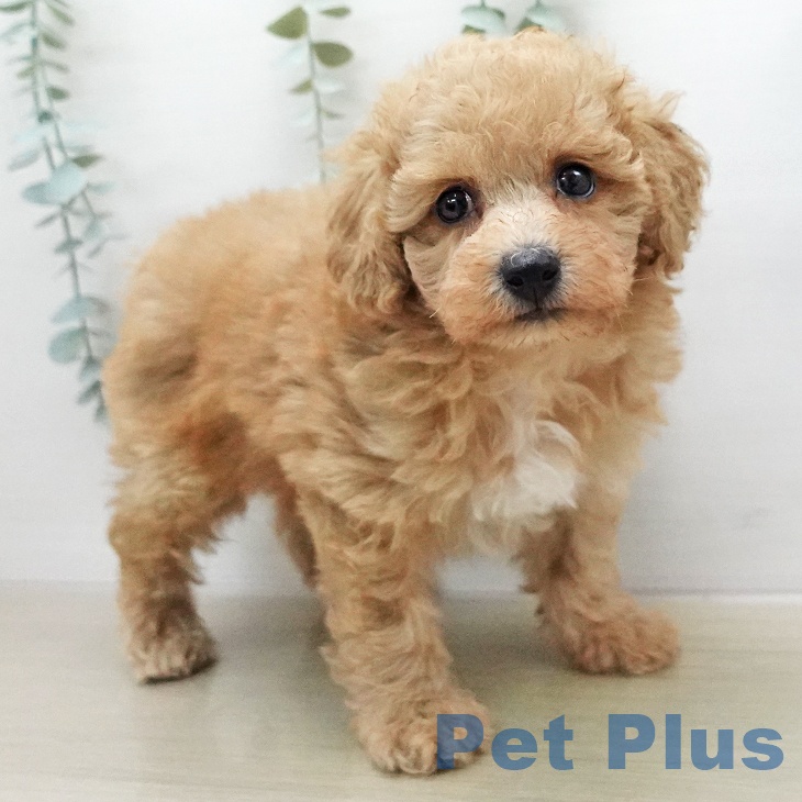 トイ・プードルの写真2