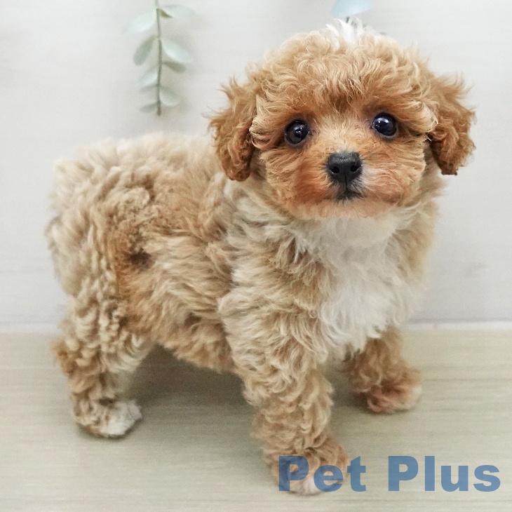 トイ・プードル