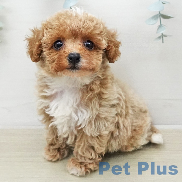 トイ・プードルの写真2