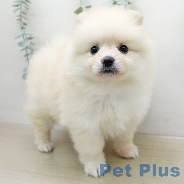 ポメラニアンの写真2