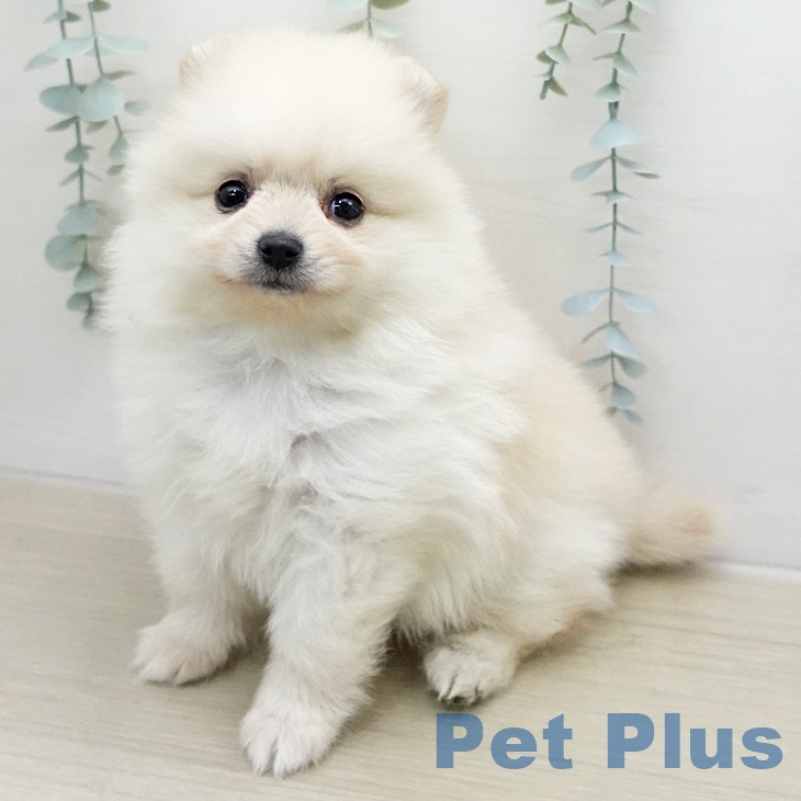 ポメラニアンの写真2