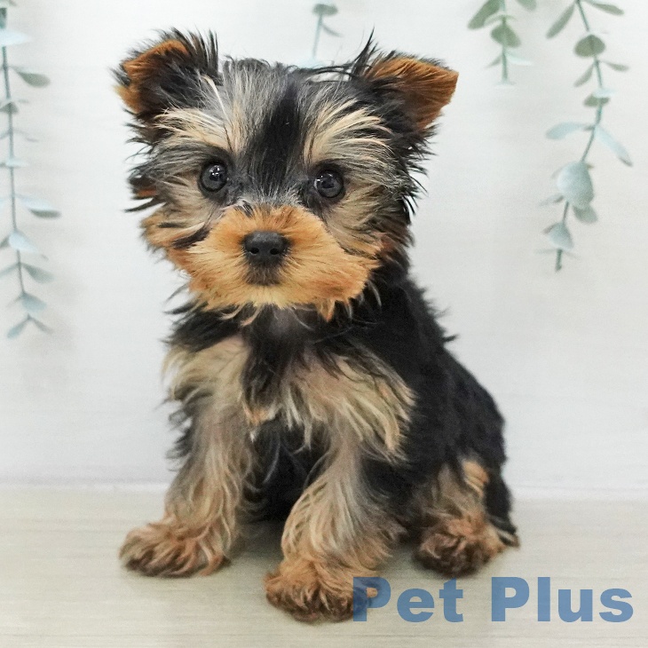 埼玉県のヨークシャーテリア (ペッツワン 新座店/2025年12月29日生まれ/女の子/スチールブルータン)の子犬の1枚目の画像