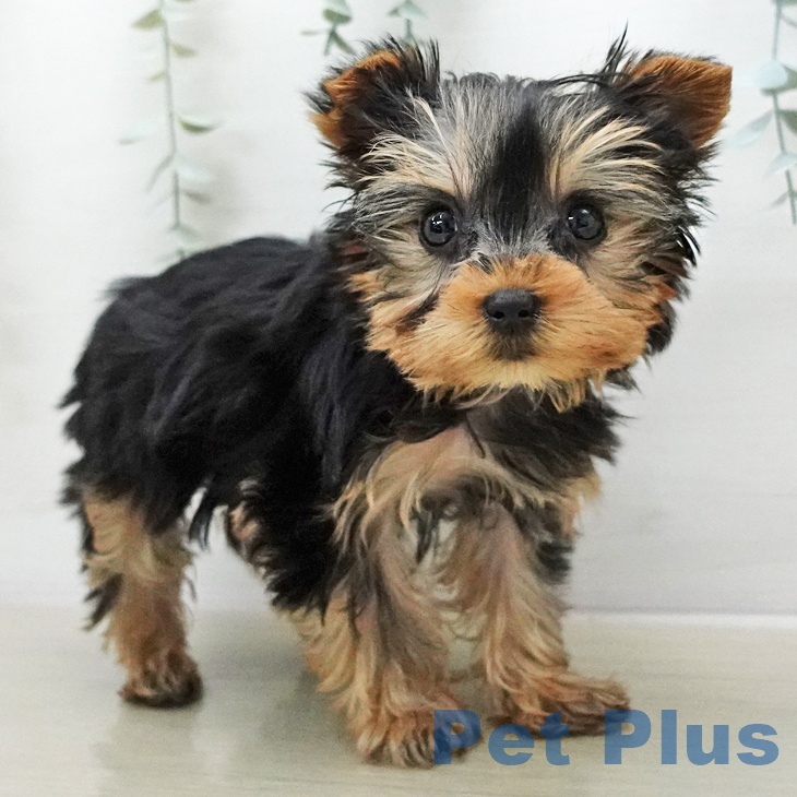 埼玉県のヨークシャーテリア (ペッツワン 新座店/2025年12月29日生まれ/女の子/スチールブルータン)の子犬の2枚目の画像