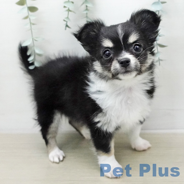宮城県のチワワ(ロング) (ペットプラス 仙台上杉店/2026年1月3日生まれ/女の子/ブラックタンホワイト)の子犬の1枚目の画像