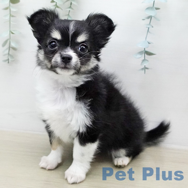 宮城県のチワワ(ロング) (ペットプラス 仙台上杉店/2026年1月3日生まれ/女の子/ブラックタンホワイト)の子犬の2枚目の画像
