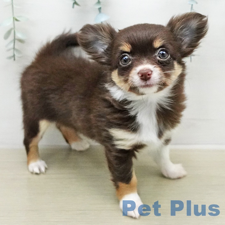 埼玉県のチワワ(ロング) (ペットプラス 浦和美園店/2026年1月3日生まれ/女の子/チョコレートタンホワイト)の子犬の1枚目の画像