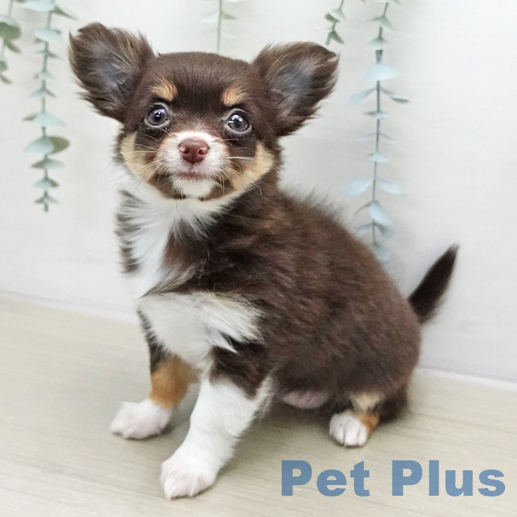 埼玉県のチワワ(ロング) (ペットプラス 浦和美園店/2026年1月3日生まれ/女の子/チョコレートタンホワイト)の子犬の2枚目の画像