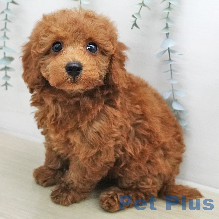 トイ・プードル