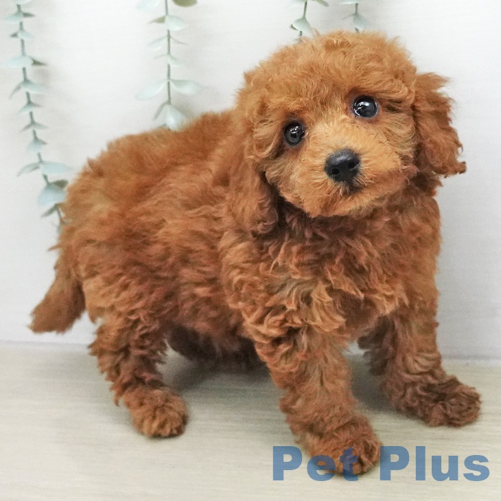 トイ・プードル