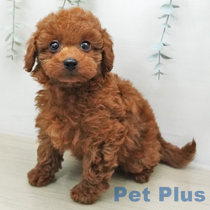 千葉県のトイプードル(トイ) (ペットプラス 船橋店/2026年1月9日生まれ/男の子/レッド)の子犬の1枚目の画像