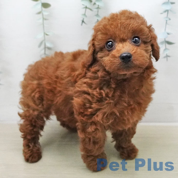 千葉県のトイプードル(トイ) (ペットプラス 船橋店/2026年1月9日生まれ/男の子/レッド)の子犬の2枚目の画像