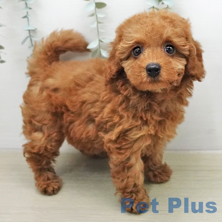 トイ・プードル